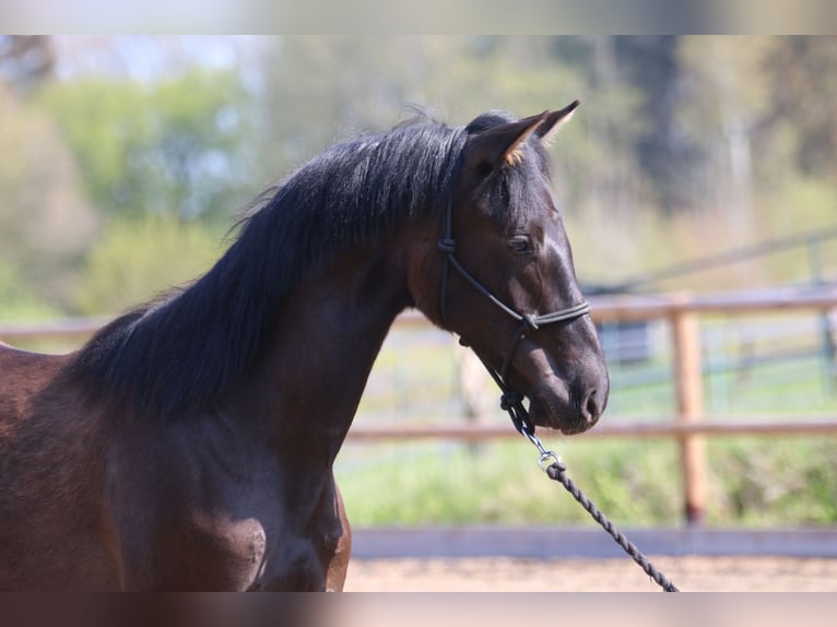 PRE Stallion 1 year 15,3 hh Black in Postfeld