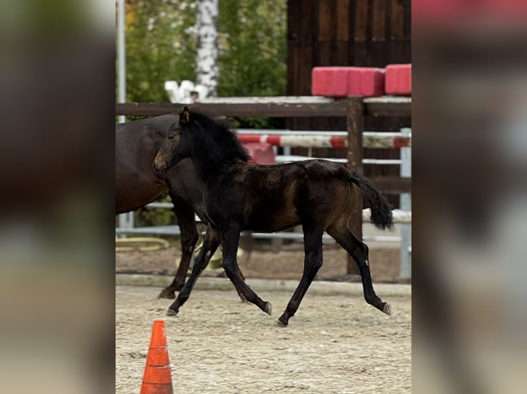 PRE Stallion 1 year 15.3 hh Brown in Stahnsdorf
