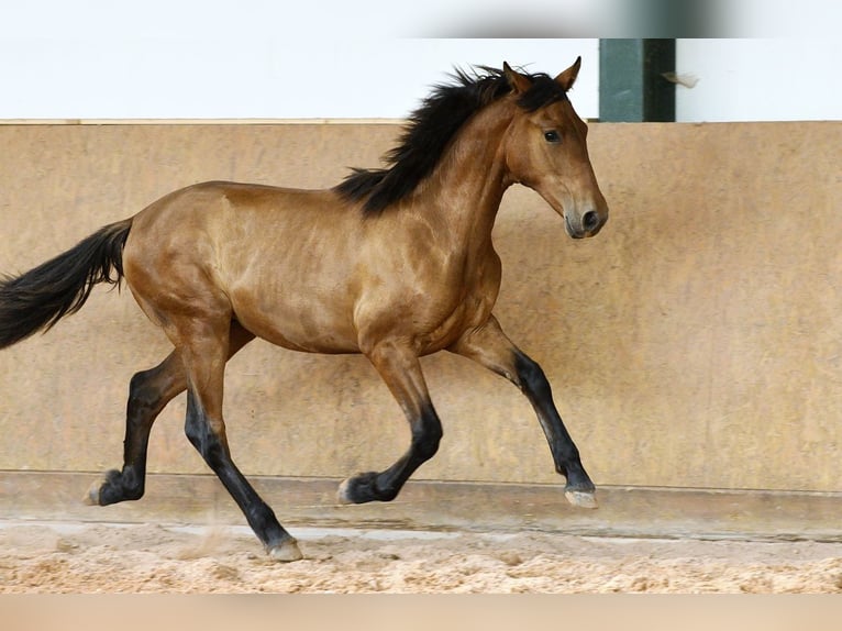 PRE Mix Stallion 1 year 15.3 hh Brown in Waldhölzbach