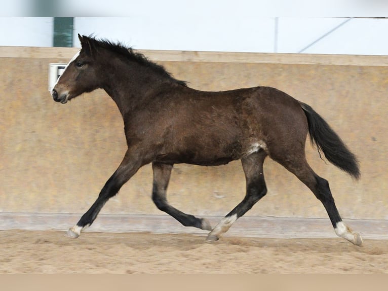 PRE Stallion 1 year 15,3 hh Brown in Waldhölzbach
