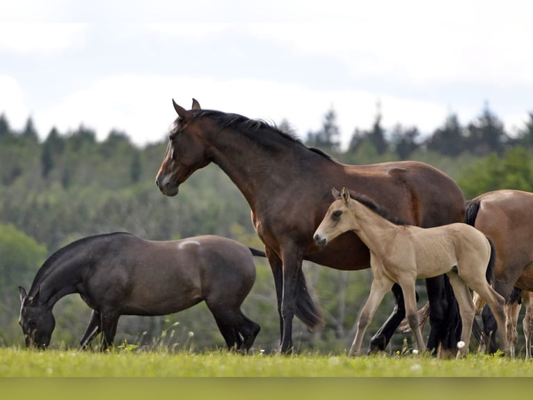 PRE Stallion 1 year 15,3 hh Dun in Waldhölzbach