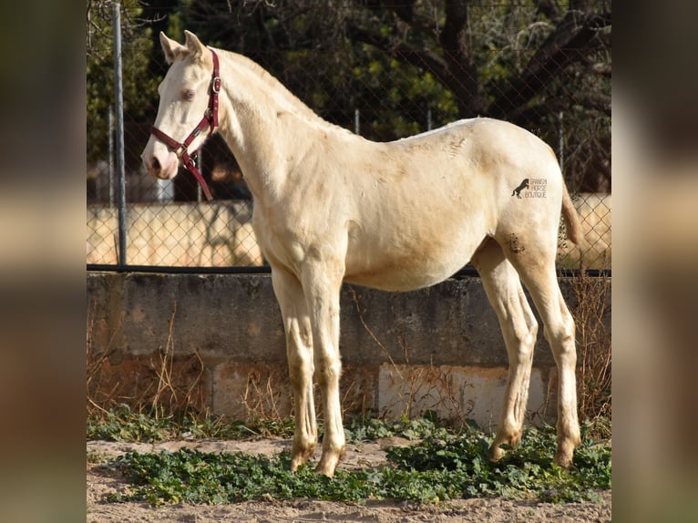 PRE Stallion 1 year 15,3 hh Perlino in Mallorca