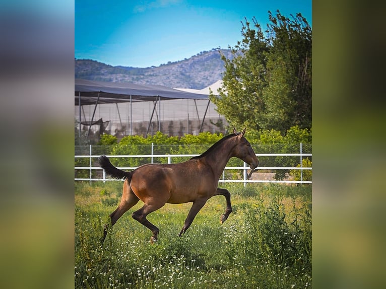 PRE Stallion 1 year 15 hh Brown in Castellon De La Plana/Castello De La Pla