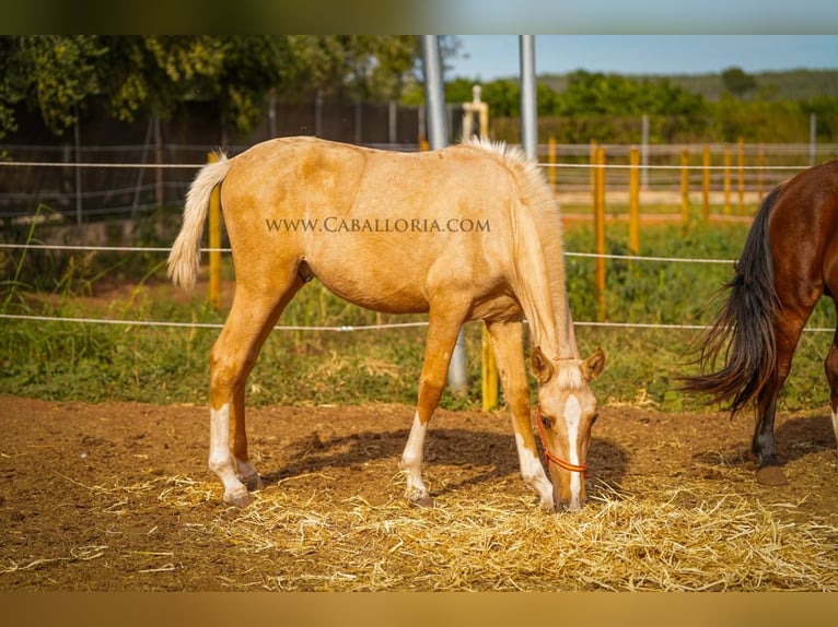 PRE Mix Stallion 1 year 15 hh Palomino in Rafelguaraf