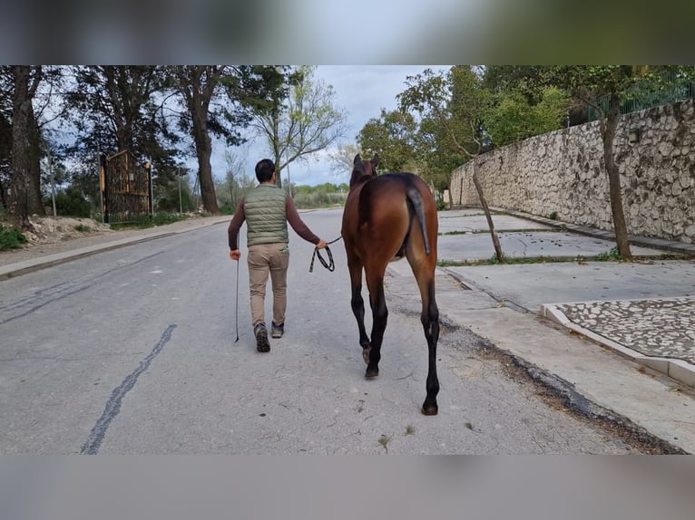 PRE Stallion 1 year 15,1 hh Bay-Dark in Estepa