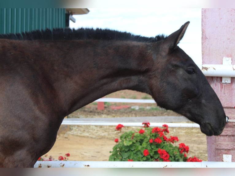PRE Stallion 1 year 15,1 hh Black in Los Rosales