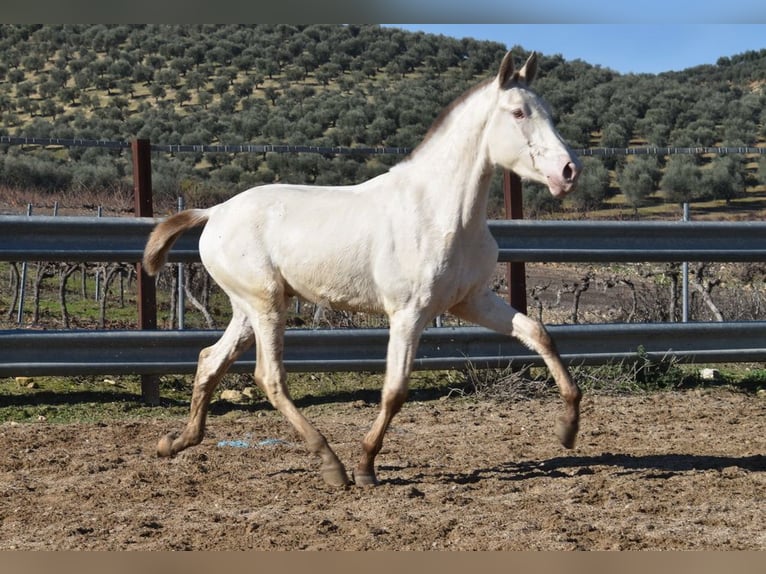 PRE Mix Stallion 1 year 15,1 hh Pearl in Miralvalles