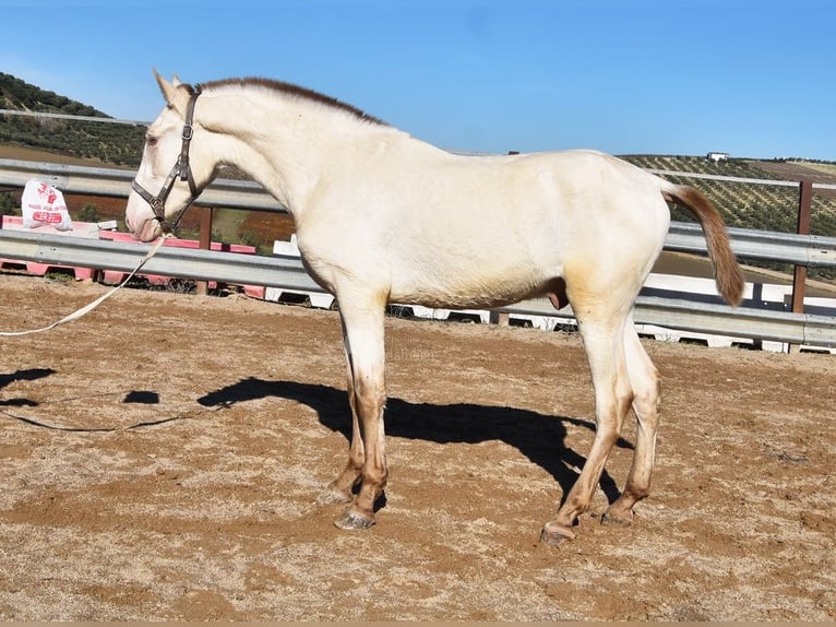 PRE Mix Stallion 1 year 15,1 hh Pearl in Miralvalles