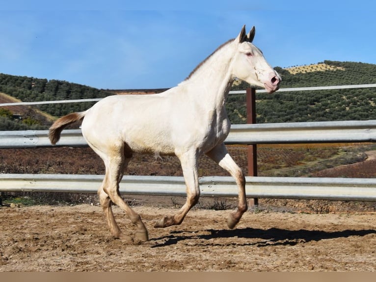 PRE Mix Stallion 1 year 15,1 hh Pearl in Miralvalles