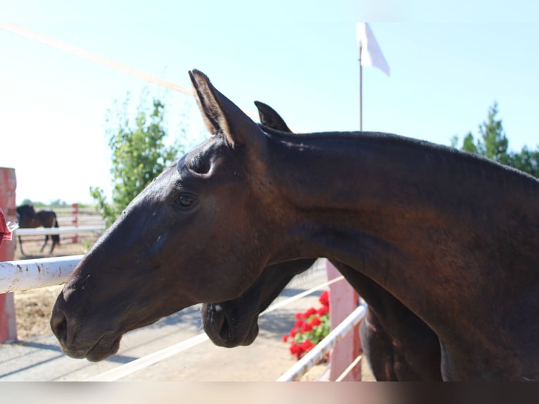 PRE Stallion 1 year 15,2 hh Black in Los Rosales