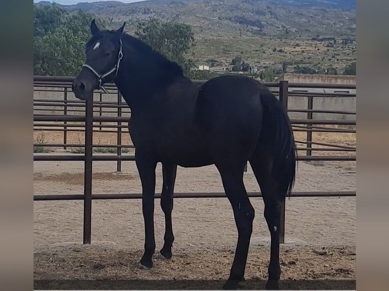 PRE Stallion 1 year 15,2 hh Black in Palacio