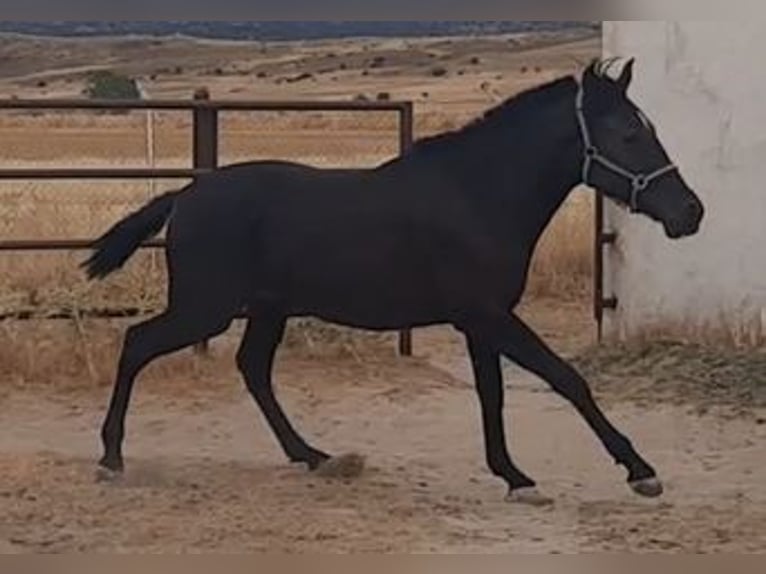 PRE Stallion 1 year 15,2 hh Black in Palacio