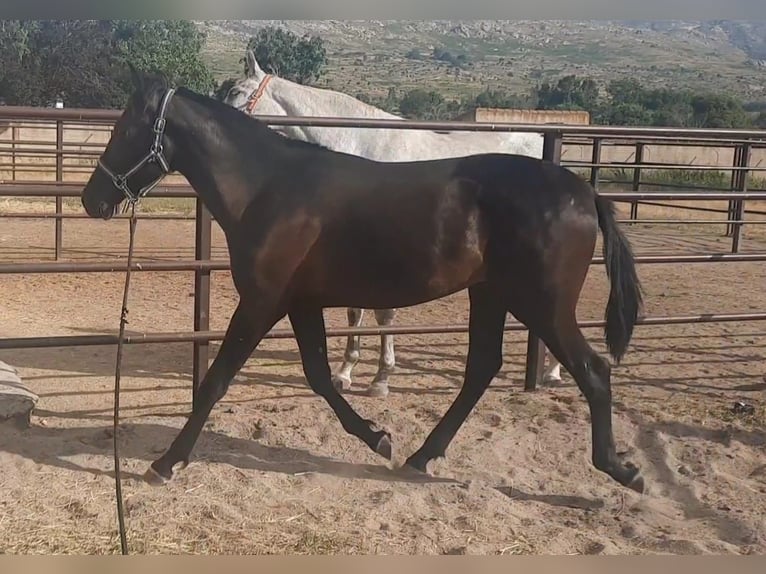 PRE Stallion 1 year 15,2 hh Black in Palacio