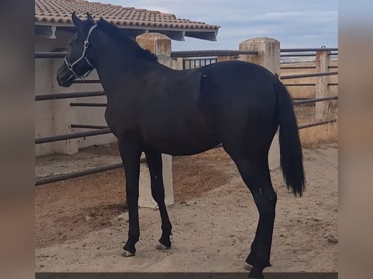 PRE Stallion 1 year 15,2 hh Black in Palacio