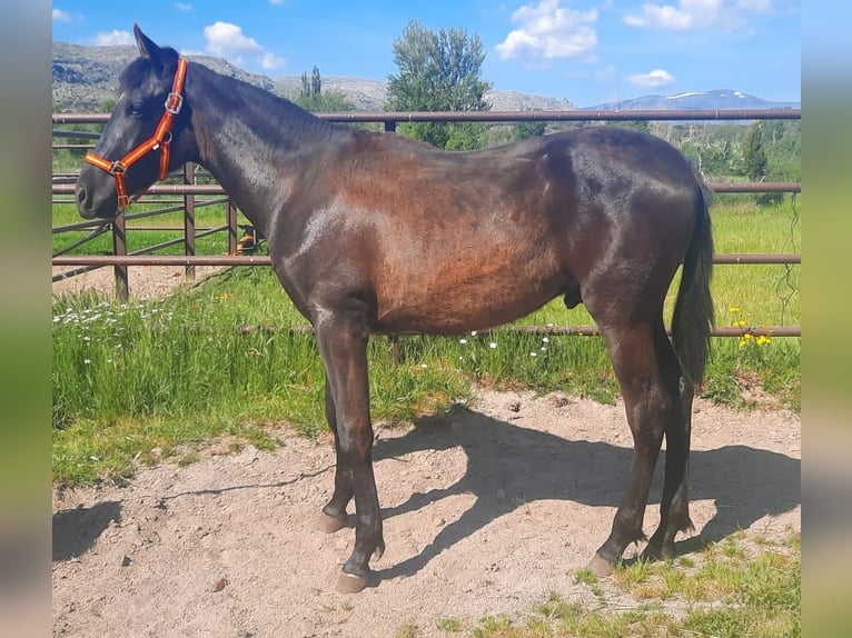 PRE Stallion 1 year 15,2 hh Black in Palacio