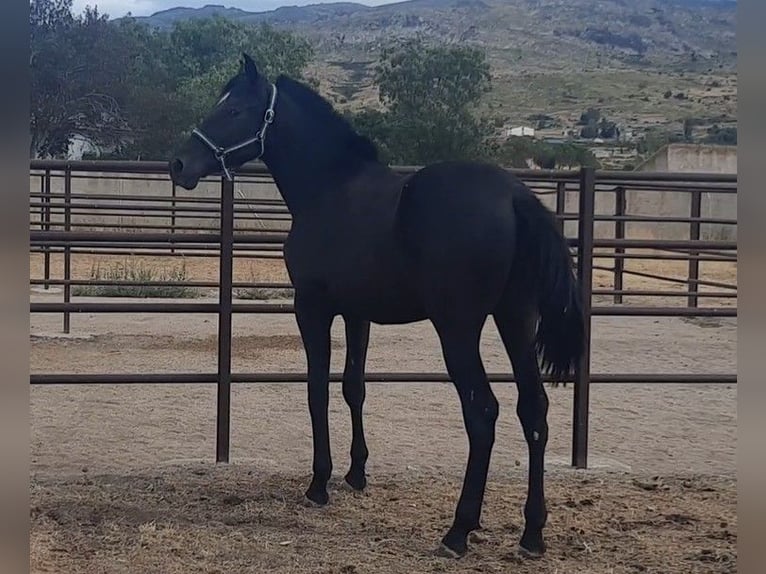 PRE Stallion 1 year 15,2 hh Black in Palacio
