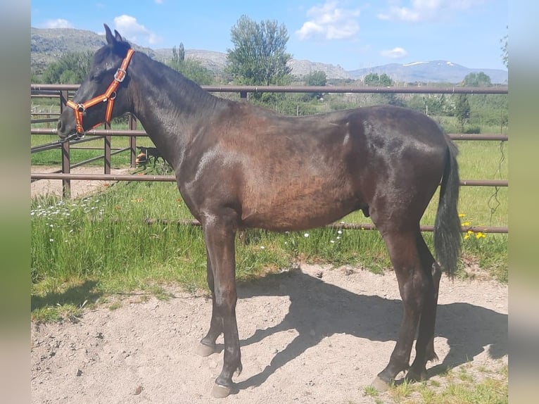 PRE Stallion 1 year 15,2 hh Black in Palacio
