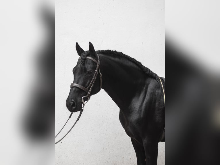 PRE Stallion 1 year 15,2 hh Brown in Südharz