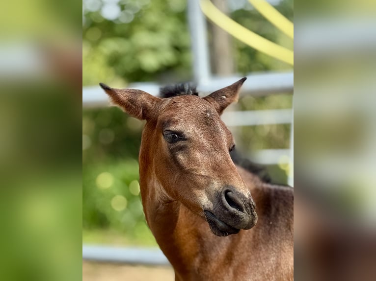 PRE Stallion 1 year 15,2 hh Brown in Stahnsdorf