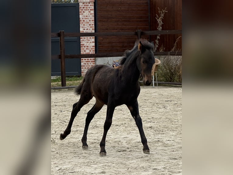 PRE Stallion 1 year 15,2 hh Brown in Stahnsdorf