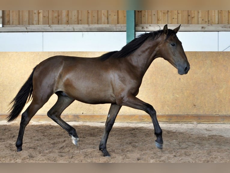 PRE Mix Stallion 1 year 15,2 hh Brown in Waldh&#xF6;lzbach