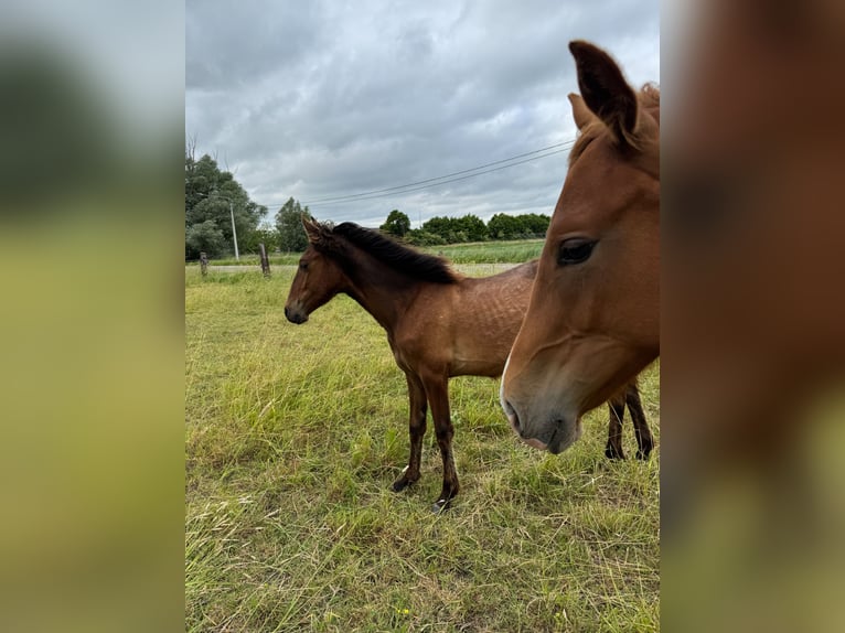 PRE Stallion 1 year 15,2 hh Brown in Ranst