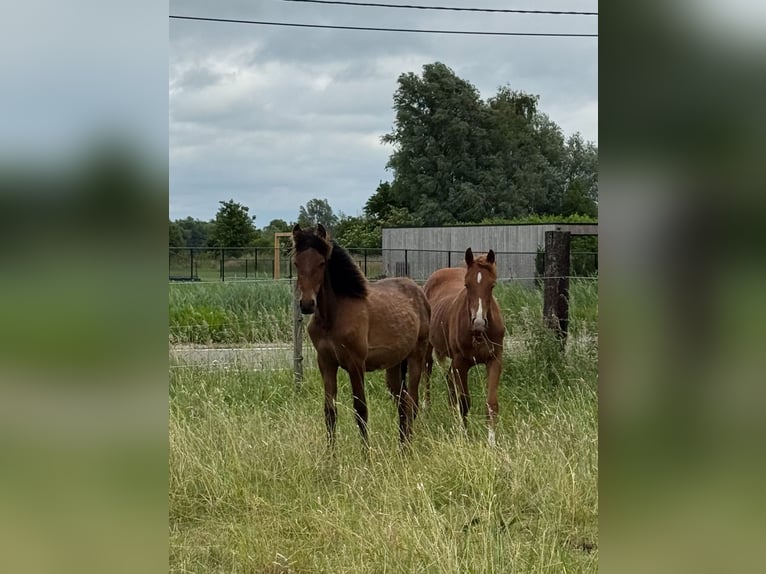 PRE Stallion 1 year 15,2 hh Brown in Ranst