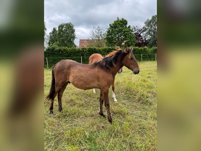 PRE Stallion 1 year 15,2 hh Brown in Ranst