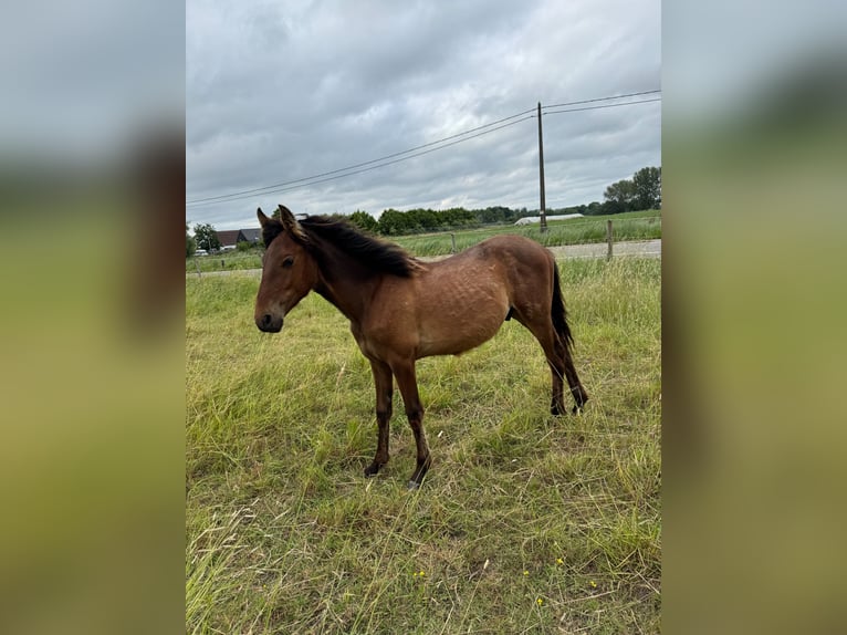 PRE Stallion 1 year 15,2 hh Brown in Ranst