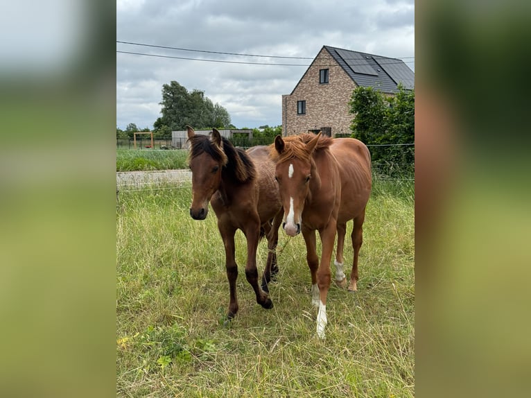 PRE Stallion 1 year 15,2 hh Brown in Ranst