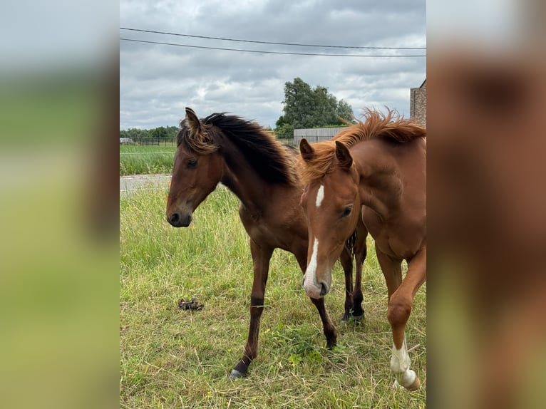 PRE Stallion 1 year 15,2 hh Brown in Ranst