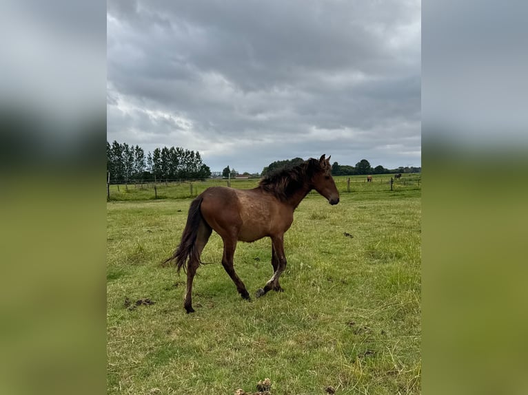 PRE Stallion 1 year 15,2 hh Brown in Ranst