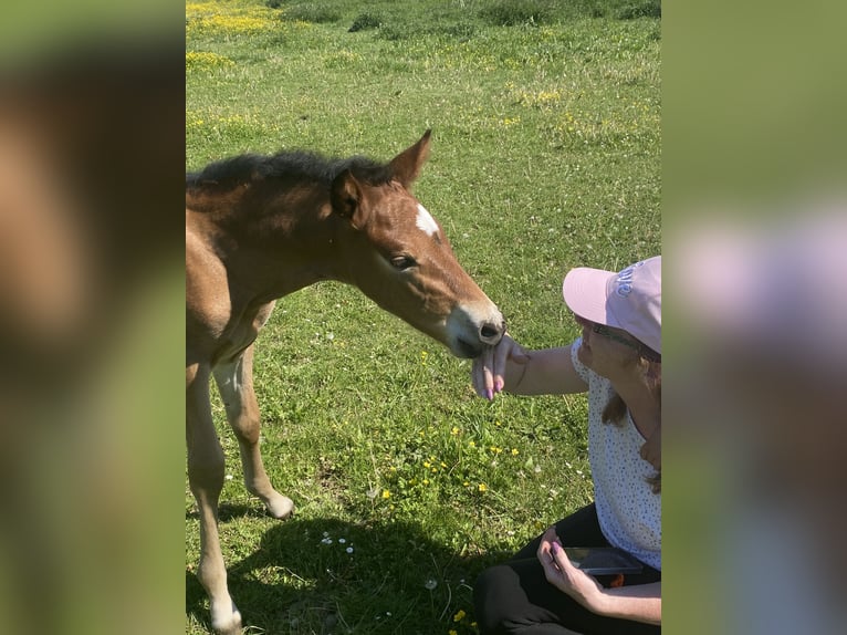 PRE Stallion 1 year 15,2 hh Brown in Gottfrieding