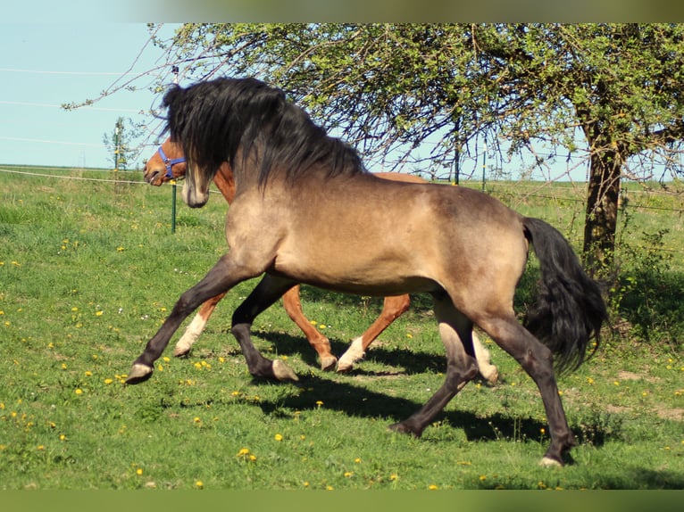 PRE Stallion 1 year 15,2 hh Brown in Gottfrieding