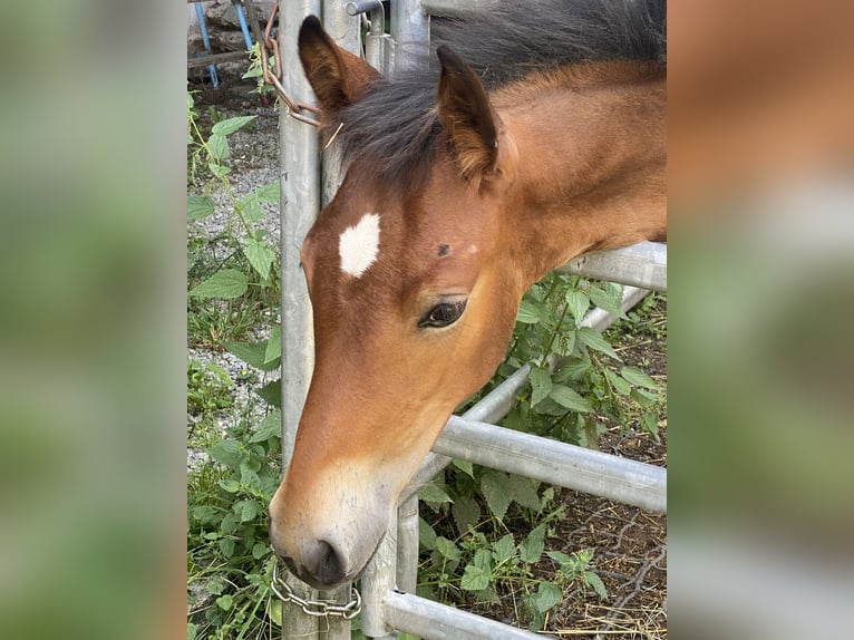 PRE Stallion 1 year 15,2 hh Brown in Gottfrieding
