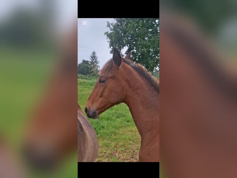 PRE Mix Stallion 1 year 15,2 hh Brown-Light in A Coru&#xF1;a