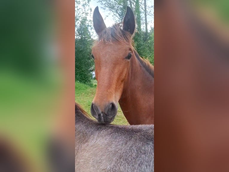PRE Mix Stallion 1 year 15,2 hh Brown-Light in A Coru&#xF1;a