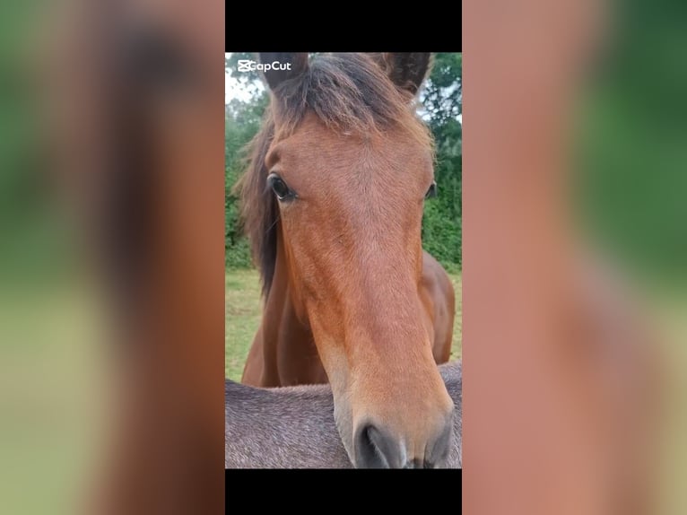 PRE Mix Stallion 1 year 15,2 hh Brown-Light in A Coru&#xF1;a