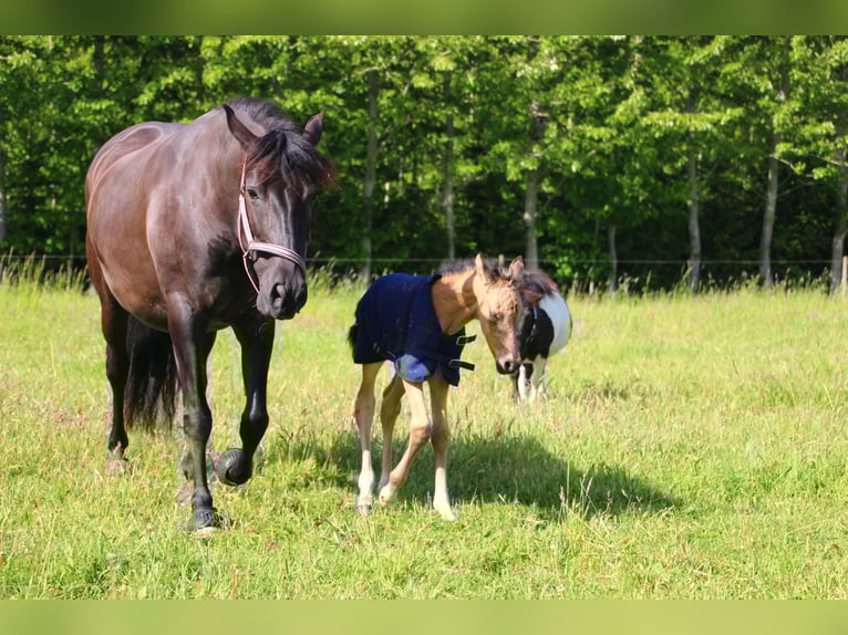 PRE Mix Stallion 1 year 15,2 hh Buckskin in Smørum