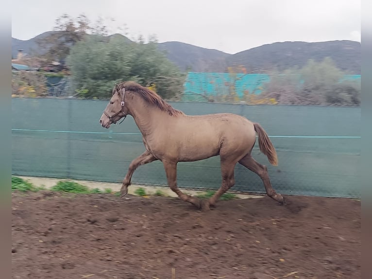 PRE Mix Stallion 1 year 15,2 hh Champagne in Cartama