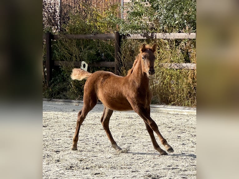 PRE Stallion 1 year 15,2 hh Chestnut-Red in Stahnsdorf