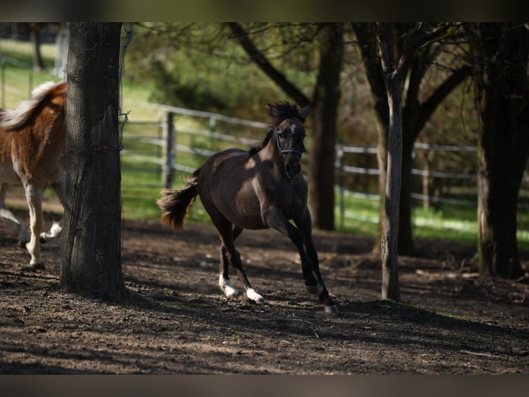PRE Mix Stallion 1 year 15,2 hh Gray-Red-Tan in Langschlag