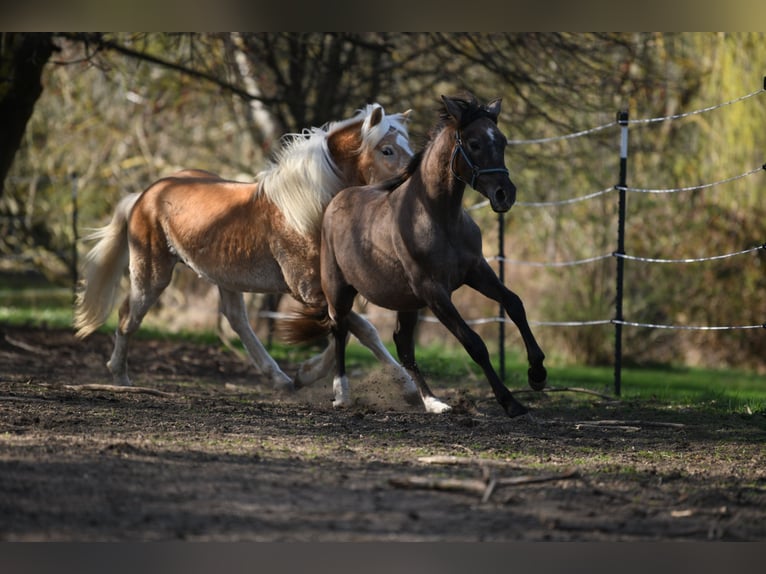 PRE Mix Stallion 1 year 15,2 hh Gray-Red-Tan in Langschlag