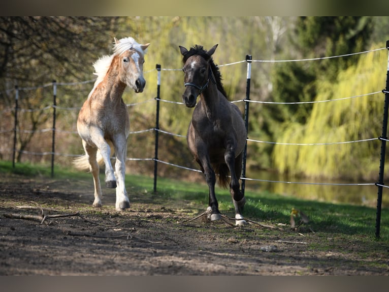 PRE Mix Stallion 1 year 15,2 hh Gray-Red-Tan in Langschlag
