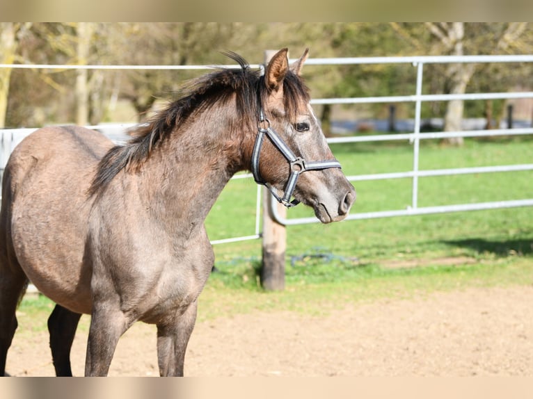 PRE Mix Stallion 1 year 15,2 hh Gray-Red-Tan in Langschlag