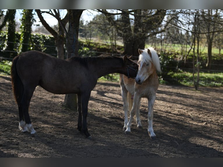 PRE Mix Stallion 1 year 15,2 hh Gray-Red-Tan in Langschlag