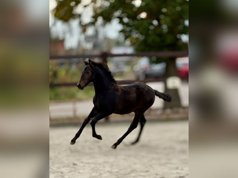 PRE Stallion 1 year 15,3 hh Brown in Stahnsdorf