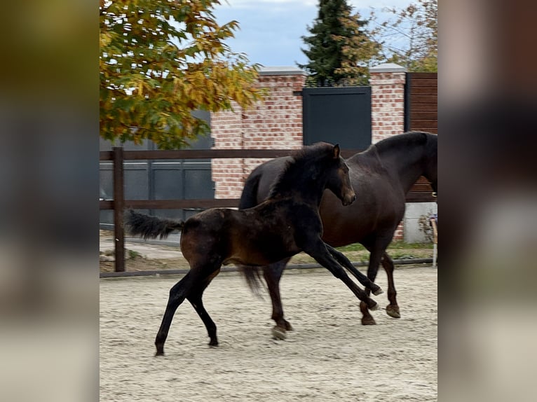 PRE Stallion 1 year 15,3 hh Brown in Stahnsdorf