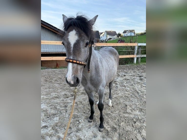 PRE Mix Stallion 1 year 15,3 hh White in Bad Berleburg Wemlighausen