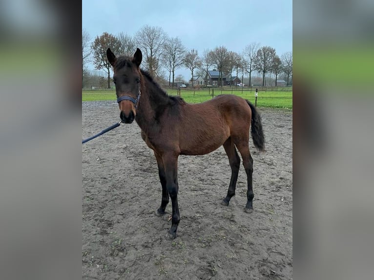 PRE Mix Stallion 1 year 16,1 hh Bay-Dark in Sint-Oedenrode